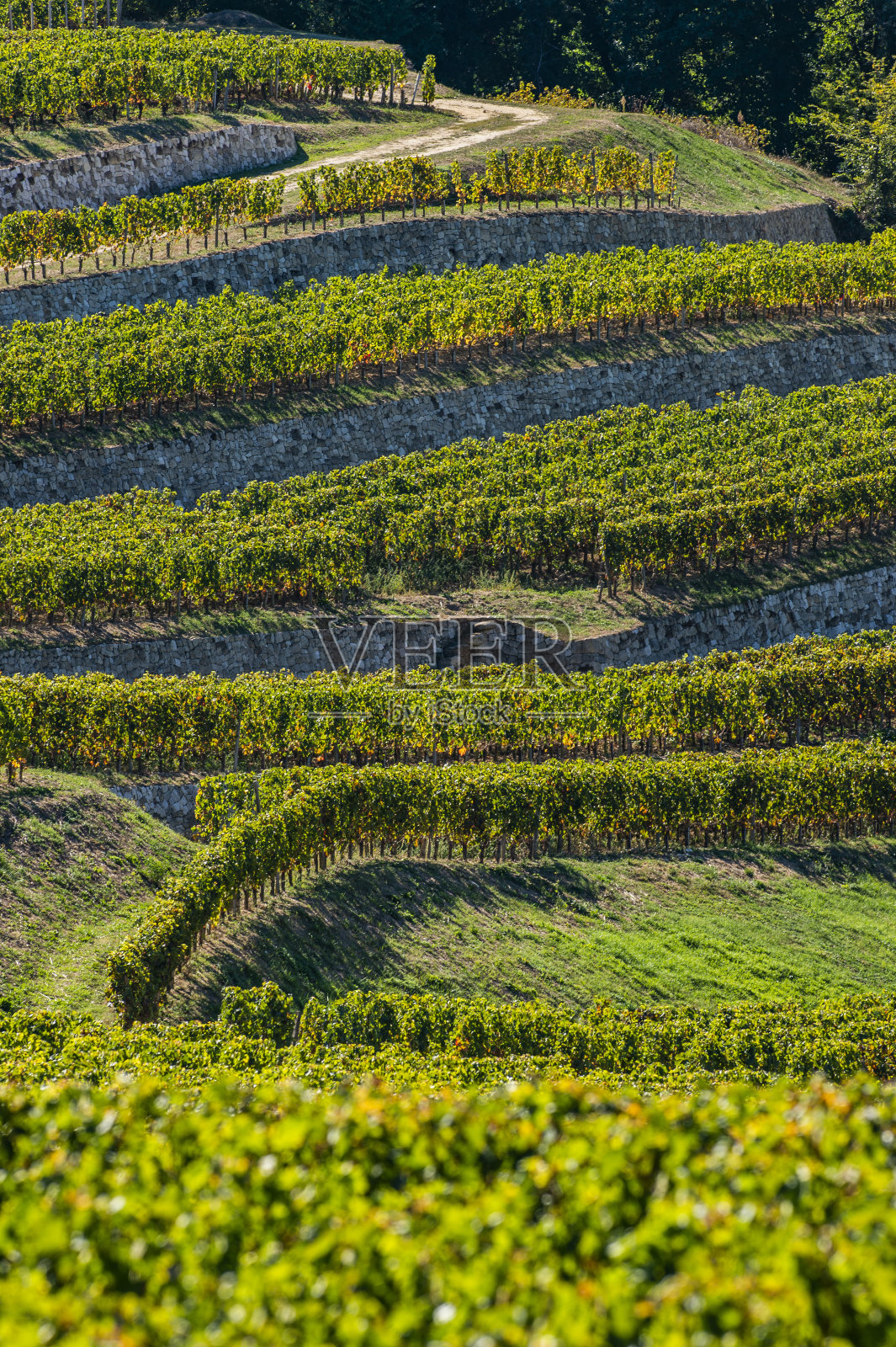 圣愛(ài)美濃葡萄園,波爾多葡萄園,梯田葡萄園,吉隆,法國(guó)照片攝影